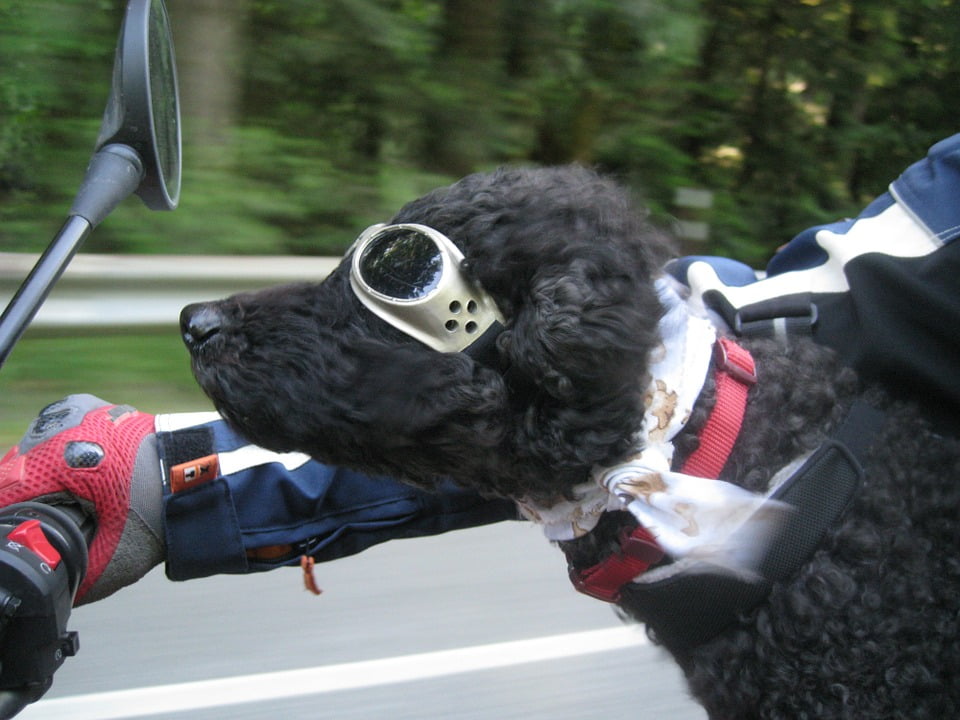 dog motorcycle goggles