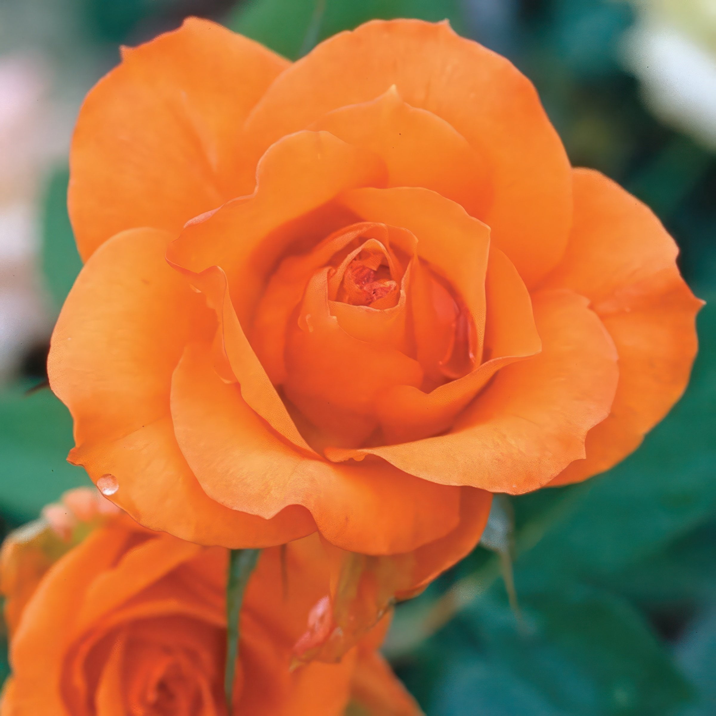 National Plant Network Bare Root Rose Gingersnap with Orange Flowers (5-pack)
