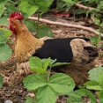 thumbnail image 3 of KAIYANG Delantal de tela de alta calidad para gallinas y pollos, chaqueta doble, color caqui y negro, protector de plumas para mascotas, 3 of 5