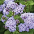 thumbnail image 2 of Blue Planet Ageratum Flower Seeds for Planting (1,000 Seeds) - Ageratum houstonianum - Exotic Blue Flossflower, 2 of 4