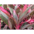 thumbnail image 3 of Cordyline Red Sister Hawaiian Ti Plant - Live Plant in an 10 Inch Growers Pot - Cordyline Fruticosa 'Red Sister' - Beautiful Indoor Outdoor Air Purifying Houseplant, 3 of 7