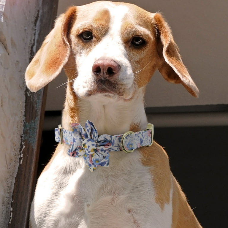 azuza Dog Collar and Leash Set, Lemon Patterns on Blue Nylon Collar and Matching Leash, Great Option for Small Dogs