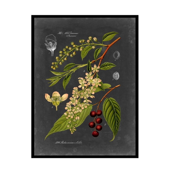 Trademark Fine Art Vision Studio Midnight Botanical II Canvas Wall Art - 14x19