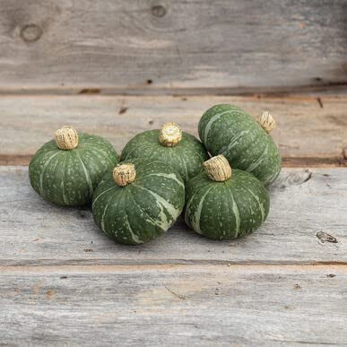 

10 Sweet Jade Kabocha Squash Seeds - Easy to Grow Dwarf Sized Kabocha Squash