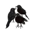 thumbnail image 3 of Set Of 6 Realistic Black Feathered Crows, High-Quality Foam And Feathers, Easy To Position For Indoors And Outdoors, Enhance Your Halloween Decor, 3 of 5