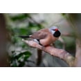 thumbnail image 2 of Jones, Adam 24x17 White Modern Wood Framed Museum Art Print Titled - Shaft-tail finch-native to Australia, 2 of 4
