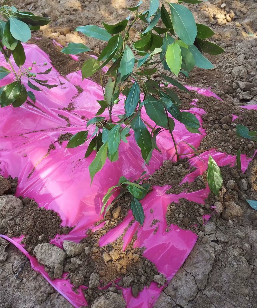 Agfabric Pink Mulch - Garden - Plastic Film - 5x250ft size 1.2Mil