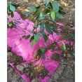 thumbnail image 2 of Agfabric Pink Mulch - Garden - Plastic Film - 5x250ft size 1.2Mil, 2 of 2