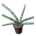 thumbnail image 2 of Planta sansevieria, 2 of 4