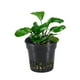 thumbnail image 5 of 20 cestas de plástico para macetas, para acuario, plantas acuáticas, césped, cultivo, plantación, color negro, 5 of 5