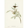 thumbnail image 2 of Gould, John 11x14 Black Ornate Wood Framed with Double Matting Museum Art Print Titled - Red-eyebrowed Finch-Estrelda temporalis, 2 of 4