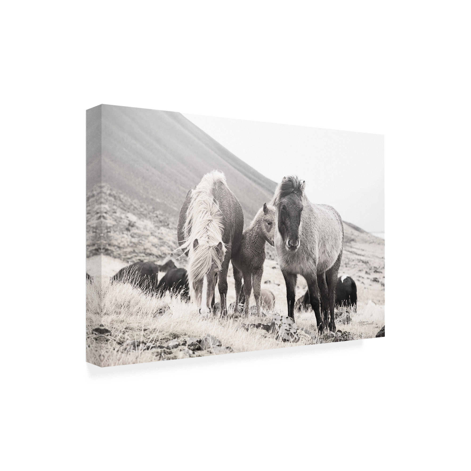 Trademark Fine Art 'Horses of Hofn I BW' Canvas Art by Laura Marshall