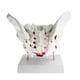 thumbnail image 5 of Modelo de Pelvis Femenina de Tamaño Natural con Músculos Del Piso Pélvico Coloreados Cola Estatua humana de la pelvis femenina, 5 of 5