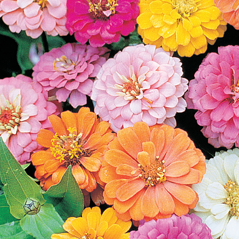 Ferry-Morse 350MG Zinnia Thumbelina Annual Flower Seeds, Full Sun