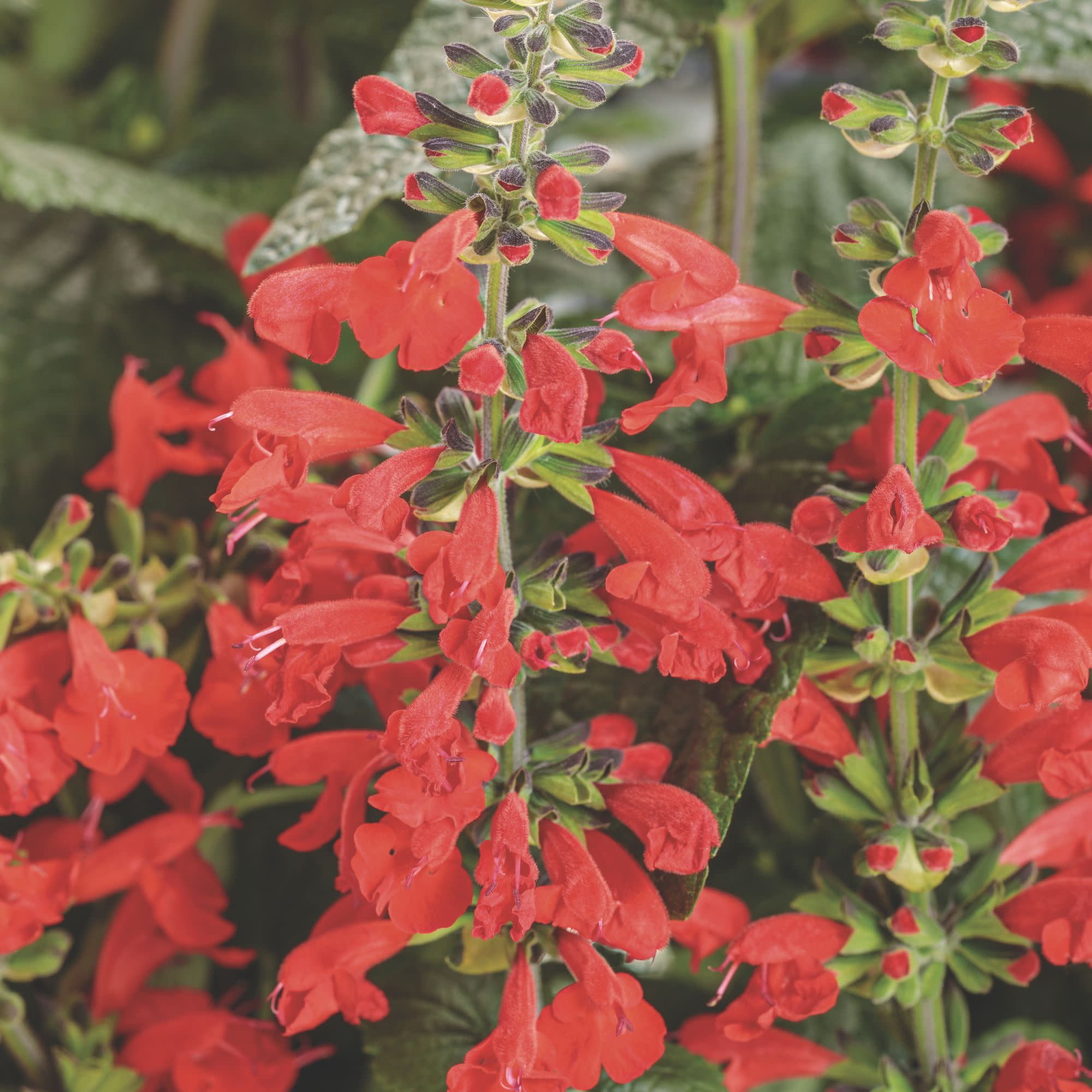 Proven Winners 8" Unplugged Red Scarlet Sage Live Plant in 6.5" Pot