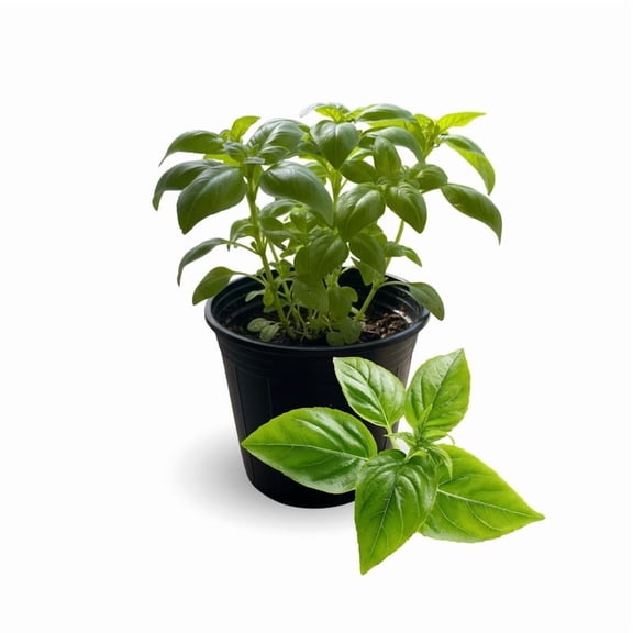 Live Sweet Basil Plant for Indoor or Outdoor Gardening, Sweet Basil Starter Plant 3-5 Inches Tall
