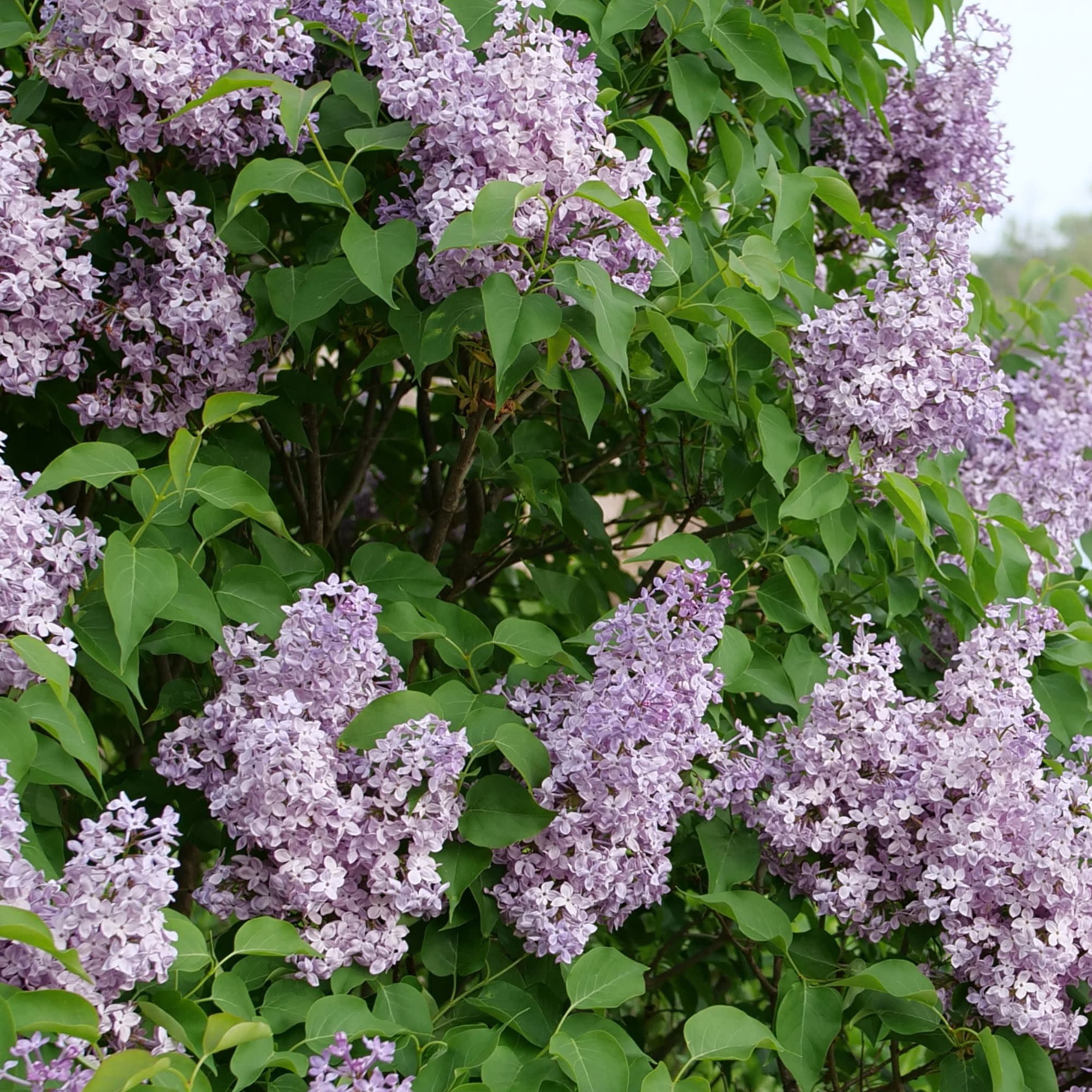 Proven Winners ColorChoice 5" Purple Scentara Pura Lilac Live Plant in 4.5" Pot (4 Count)