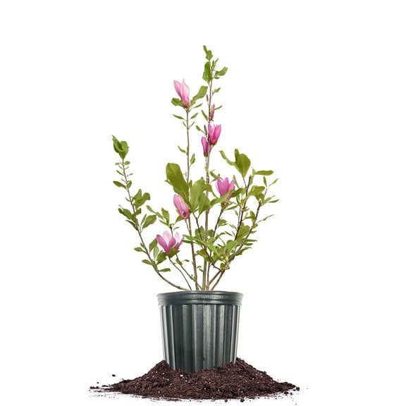 Perfect Plants Jane Magnolia 1 Gallon
