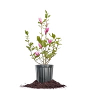 Perfect Plants Jane Magnolia 1 Gallon