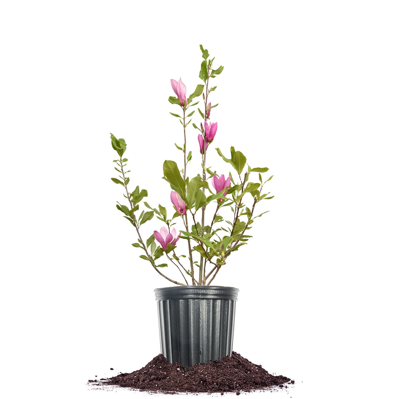 Perfect Plants Jane Magnolia 1 Gallon