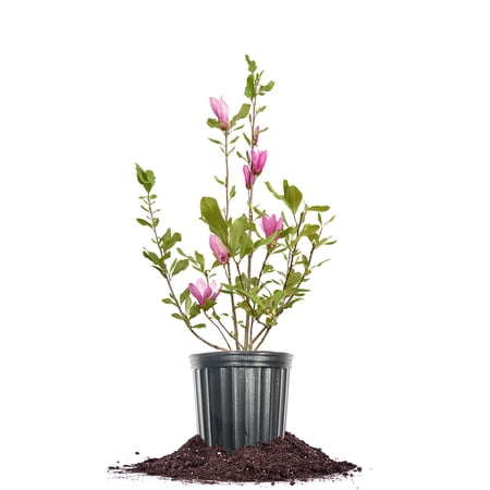 Perfect Plants Jane Magnolia 1 Gallon
