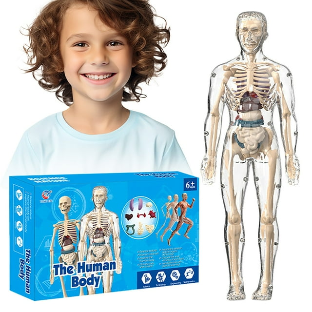 Surprise Fun3D body internal organs children's toysClear Human Body Structure Model Anatomy Figure DIY Assembled Human Torso Organ Model With Instruction For Anatomy's (1PCS)A box of toys