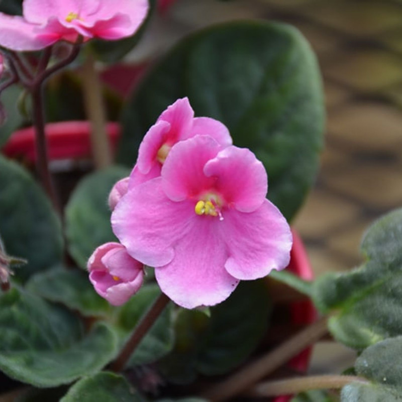 Light Pink African Violet Plants, Pink Flowering Indoor Plants 4 Inches Tall, African Violet for Patio