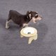thumbnail image 4 of Cuenco de comida para animales con soporte, cachorro que alimenta el acero inoxidable y agua determinados de madera antideslizantes de 2 piezas, 4 of 5