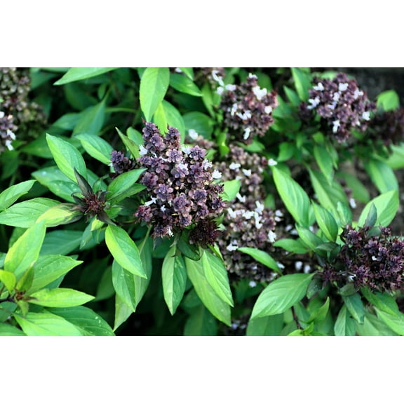 250 SIAM QUEEN Thai BASIL Ocimum Thyrsiflora Herb Flower Seeds