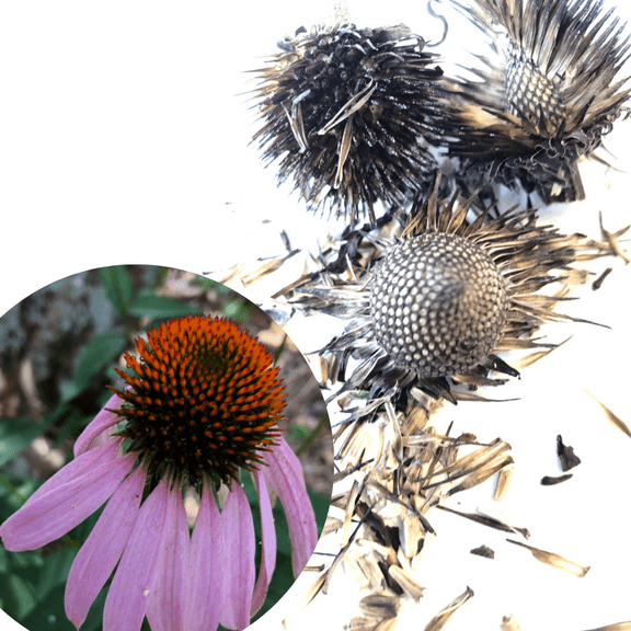 Purple Coneflower Seeds (Echinacea purpurea) 75 Organic Seeds (0.5 grams) by Smoke Camp Crafts - Native Pollinator Plant