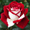 C, variant on Rose, Low Maintenance - Easy Grow - Ideal for Beds Borders, Plant Pots & Planters