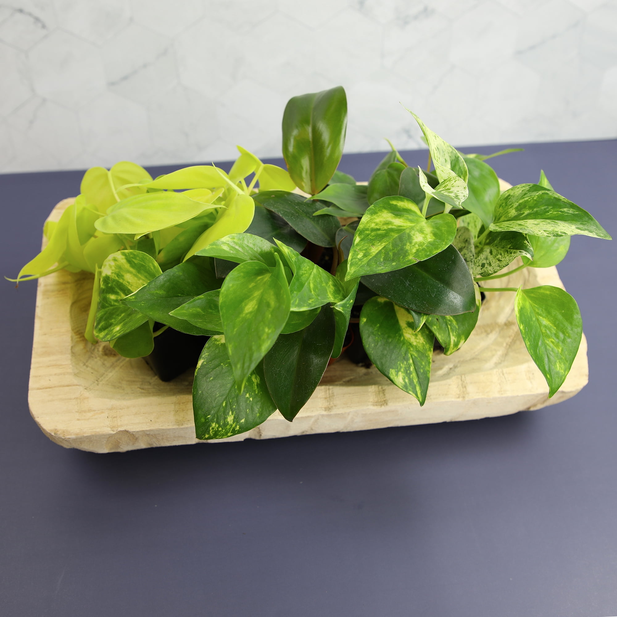 Element Live Pothos Variety Pack, 2in Grower Pots, Easy Care (6 Count)
