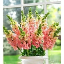 Seedville 2000 Pink Snapdragon Plant Seeds, Linaria Maroccana Pink Summer Blooming