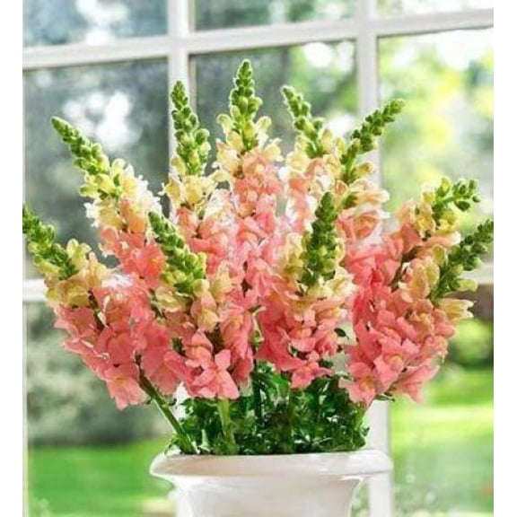 Seedville 2000 Pink Snapdragon Plant Seeds, Linaria Maroccana Pink Summer Blooming