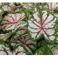 thumbnail image 3 of 4 Celebration Caladium Bulbs for Planting, Bicolor Fancy Leaf Caladiums Dwarf Elephant Ear Ornamental Plants, Size 1 to 1.5 Inch, 3 of 6
