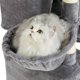 thumbnail image 4 of Árbol interior para gatos, torre para gatos con 2 plataformas y 3 cuevas para gatos esquí esquí Gafas de esquí, 4 of 5