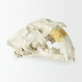 thumbnail image 6 of Mercana Fozzil White and Tan Colored Resin Sabretooth Skull Replica, 6 of 10