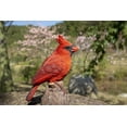 thumbnail image 1 of MOTION ACTIVATED SINGING CARDINAL STANDING ON STUMP Garden Statue Bird Figure Home Decor Indoor/Outdoor, 1 of 5