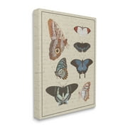 Stupell Industries Butterfly and Moth Study Vintage Cursive Script, 36 x 48, Design by Daphne Polselli
