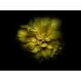 thumbnail image 2 of Carson, Brian 24x19 White Modern Wood Framed Museum Art Print Titled - Backyard Flowers Yellow 41, 2 of 4