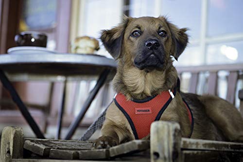 voyager dog harness