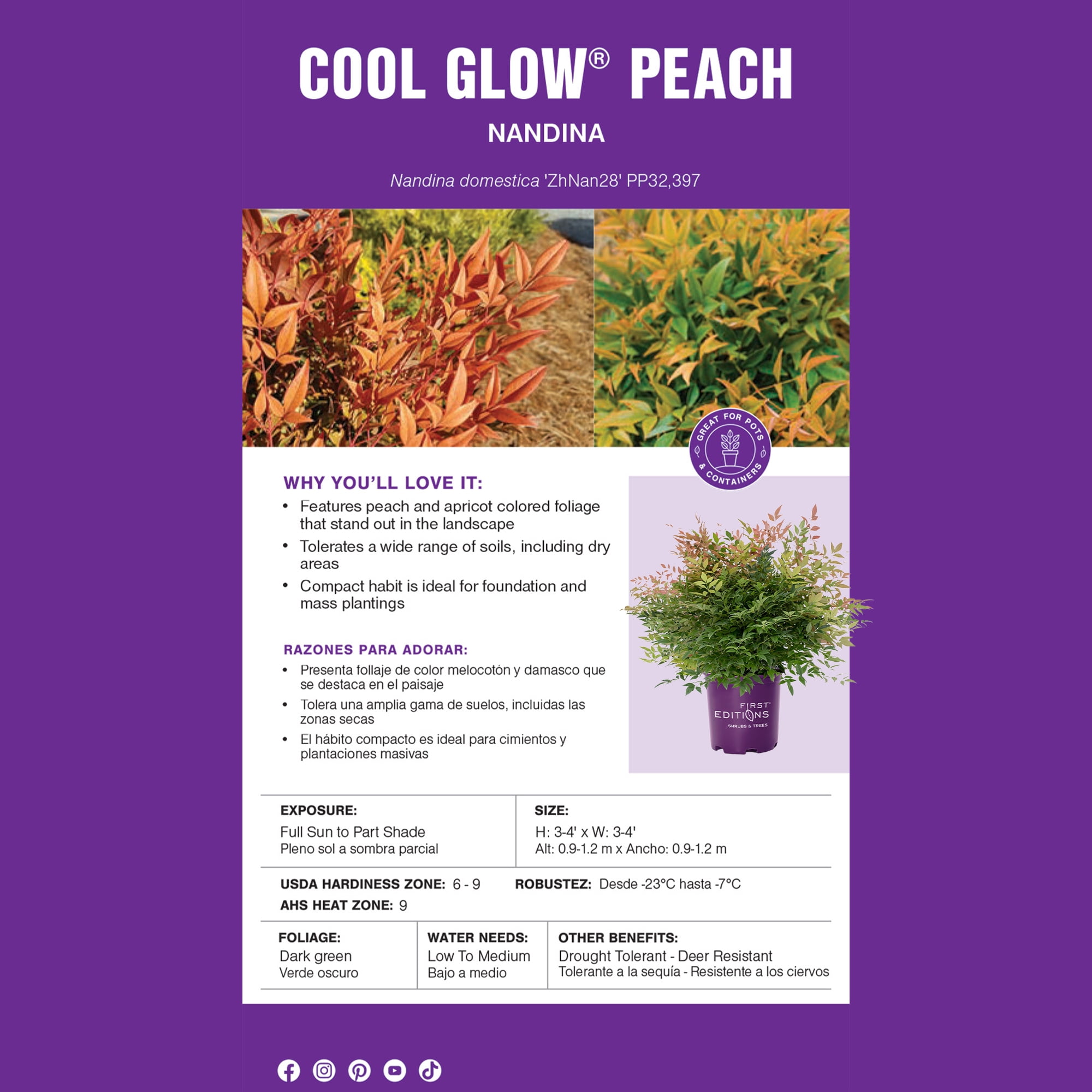 First Editions Nandina Cool Glow Peach Live Shrub (2 Gallon)