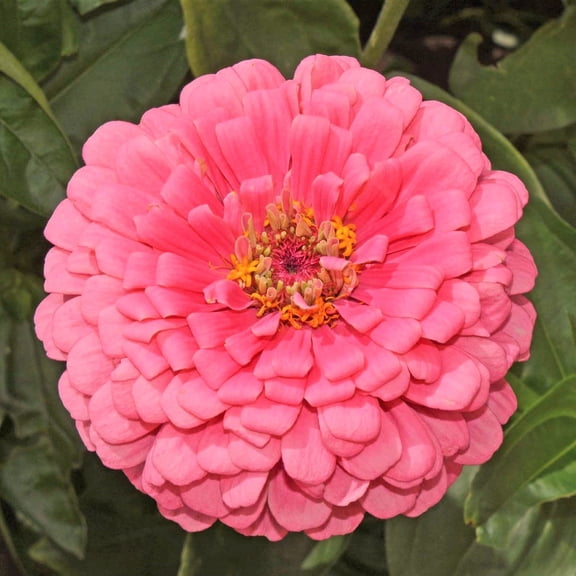 TomorrowSeeds - Rose Pink Zinnia Seeds - 1000  Count - For 2026 Planting Heat-Tolerant Long-Lasting