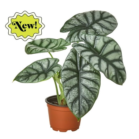Alocasia Silver Dragon 4 Pot Indoor Houseplant Easy Care Live Plant for Indoor & Outdoor