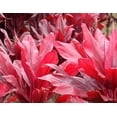 thumbnail image 2 of Hawaiian Live Red Cordyline Fruticosa Ti Leaf Plant Logs - 1 Pk 2 Logs, Full Sun, 2 of 7