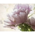 thumbnail image 2 of Van Swearingen, Debra 24x20 Gold Ornate Wood Framed with Double Matting Museum Art Print Titled - Translucent Peony I, 2 of 4