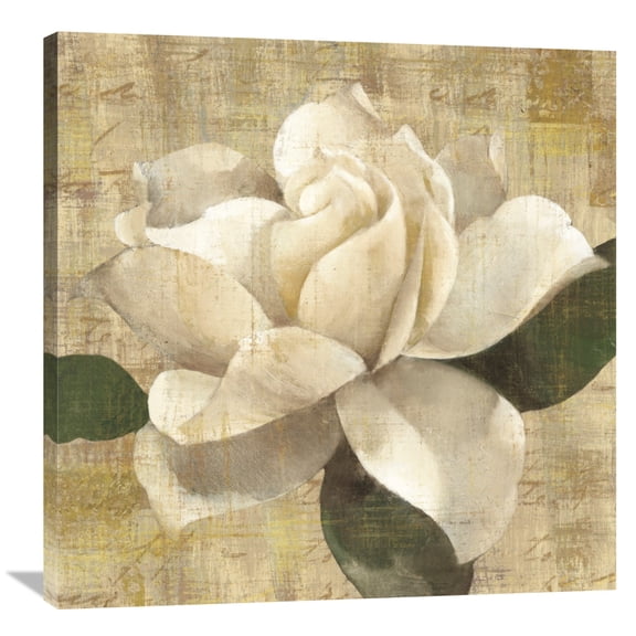 Global Gallery Albena Hristova 'Gardenia Blossom on Script' Canvas Wall Art