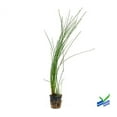 thumbnail image 2 of AquaLeaf Aquatics 18" Giant Hairgrass Live Plants in 4" Pots, 2 of 2