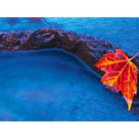 Red Rock Maple Grove Red Maple Leaf on Edge of Rock in Chikinishing River, Killarney Provincial Park, Ontario, Canada Print Wall Art By Mike Grandmaison ()