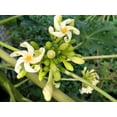 thumbnail image 6 of 10 Seeds DWARF WAIMANALO PAPAYA Solo Hawaiian Carica Fruit Tree Houseplant, 6 of 11
